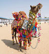 Camel at Pushkar Mela 2011, Pushkar, Rajasthan, India 4