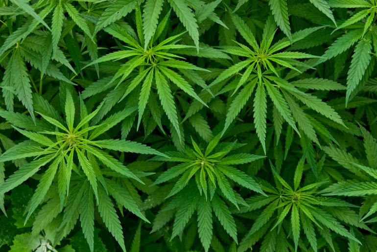 Cannabis1