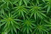 Cannabis1