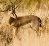 Chinkara Sanctuary