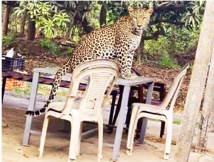 Deepko sitting proudly at a table under the shed in Naroli's garden