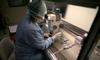 embryologist fertilises embryos