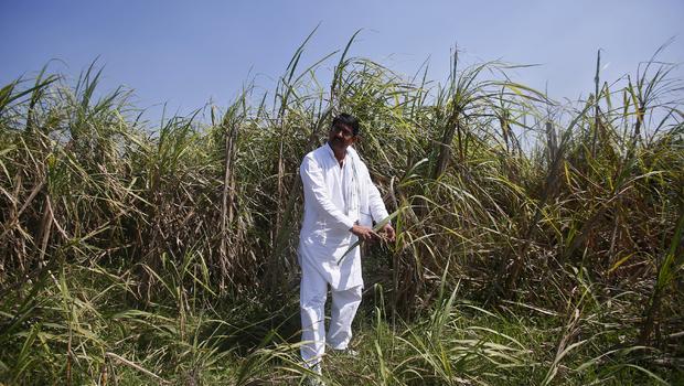 FARMER-CROP-DAMAGE-INDIA 1