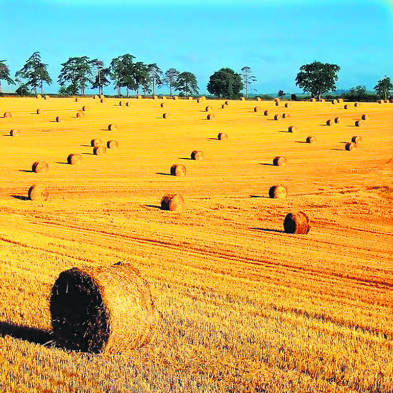 Field