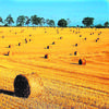 Field