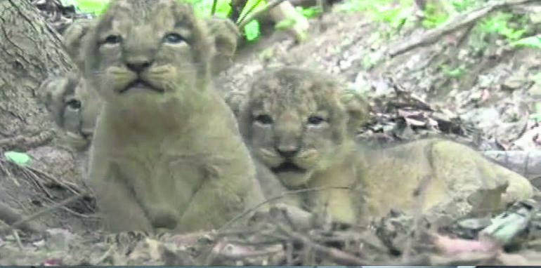 gir cubs