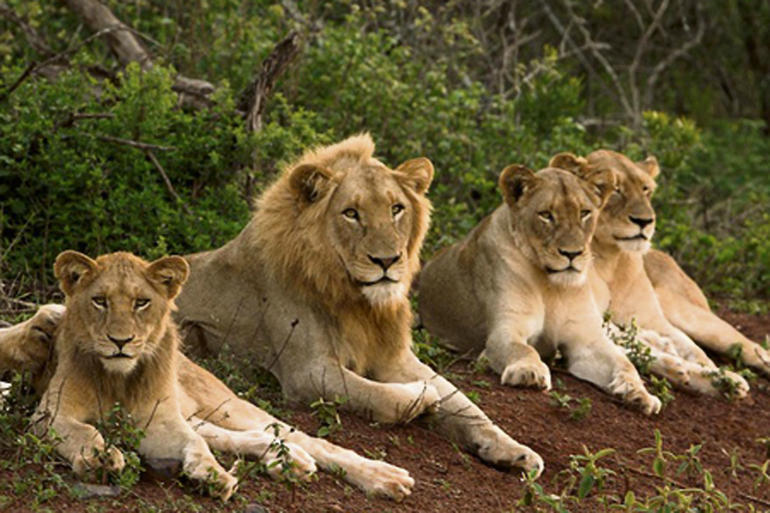 gir lion copy
