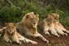 gir lion copy