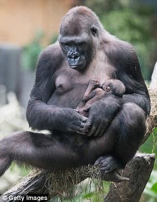 gorilla
