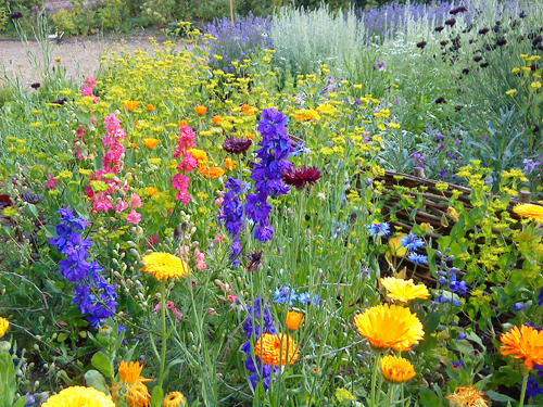 Hardy Annuals