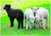 Herds