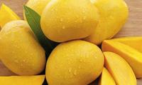 Indian alphonso mango uk Indian alphonso mango uk