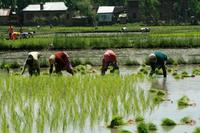Kharif crops Kharif crops