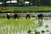 Kharif crops