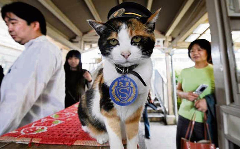 kishi station cat died
