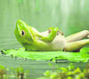 Le Frog