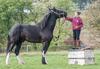 Lincoln-Horse