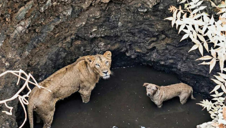 Lion & Dog