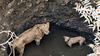 Lion & Dog