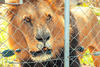 lion1