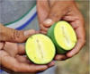 Mango without Seed