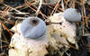 Mashroom-Man-2