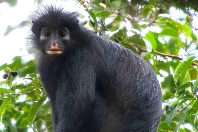 New Monkey Species in Congo