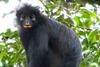 New Monkey Species in Congo