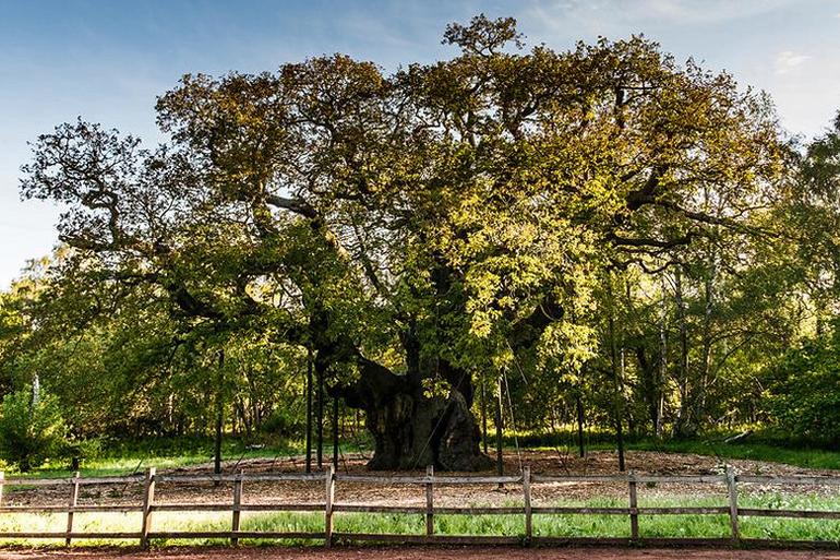 Oakwood Tree