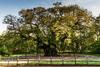 Oakwood Tree