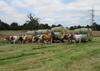 ox carts abound