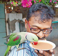parrot tea