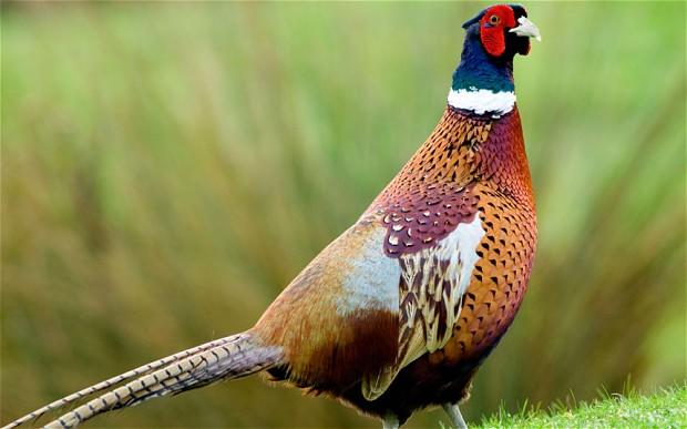 pheasant_2540274b