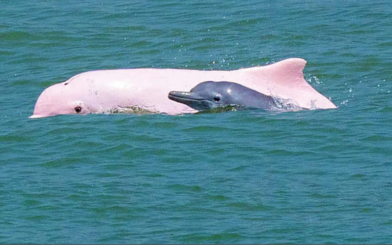 Pink dolphin
