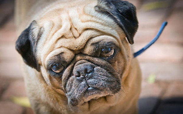 Pug