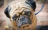 Pug