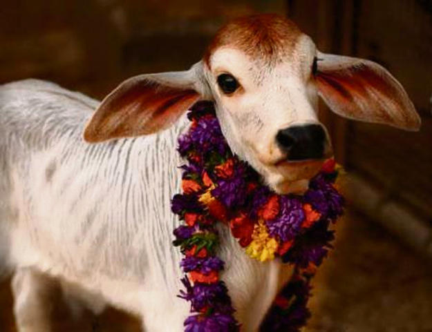 sacred cow copy