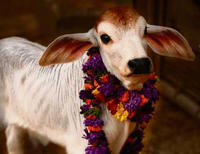sacred cow copy sacred cow copy