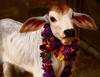 sacred cow copy