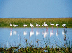 Sarovar