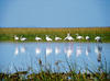 Sarovar