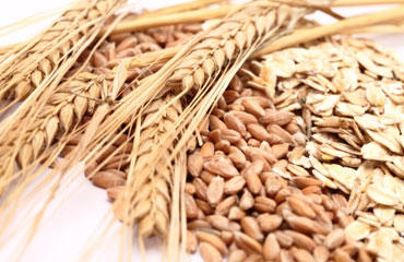 Wheat