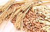 Wheat