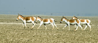Wild Ass Sanctuary