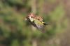 Woodpecker-and-weasel-picture